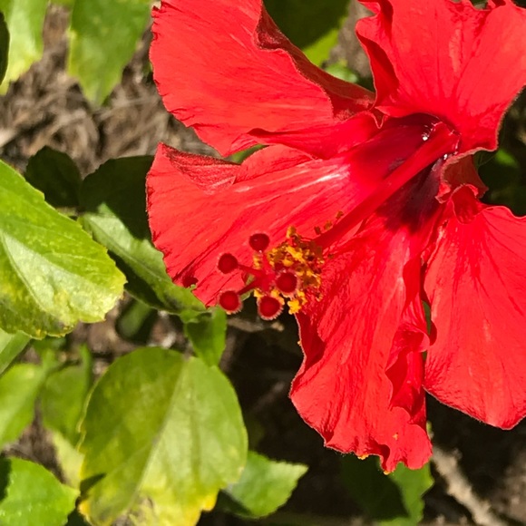 Meet your Posher, Denise - Picture 1 of 1